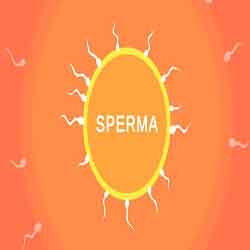 Sperma PC Game Free Download