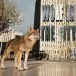 WOLF IN THE CITY PC Free Download